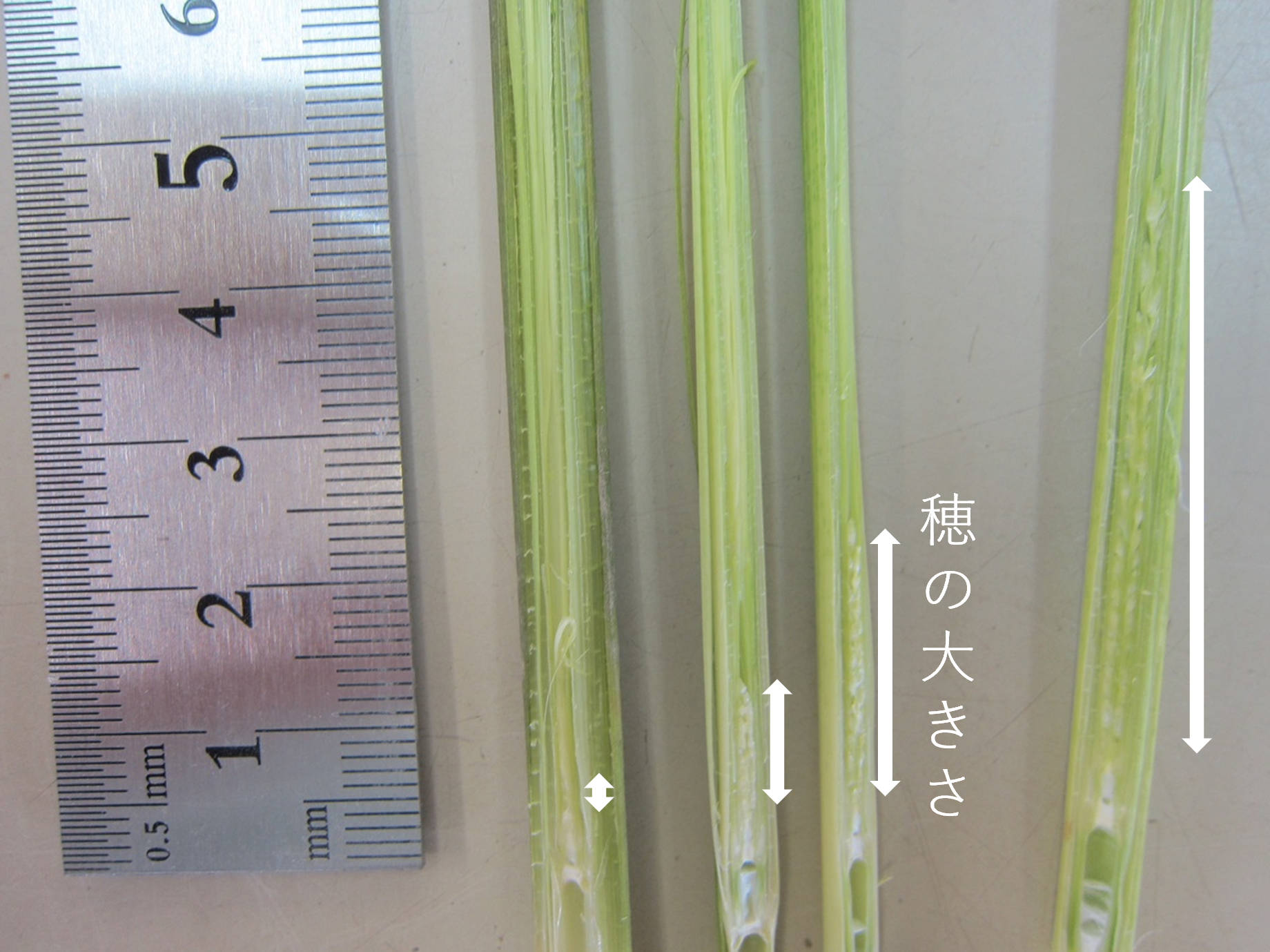 幼穂の発達の様子