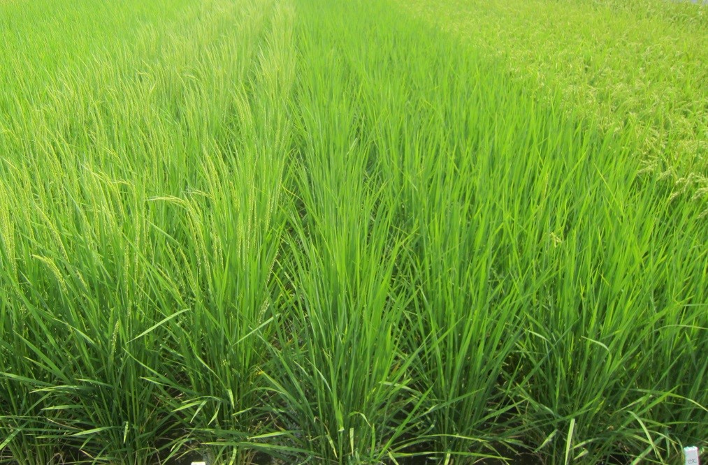 出穂時期の違い（４筋ごとに違う品種を植えつけている）