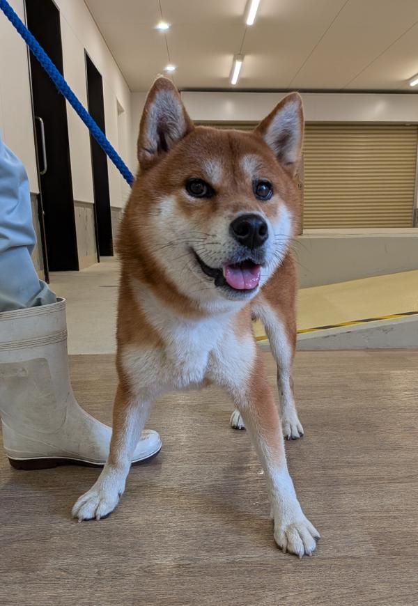 迷い犬、柴犬風、正面の写真