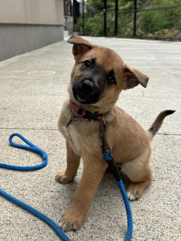 譲渡子犬77番
