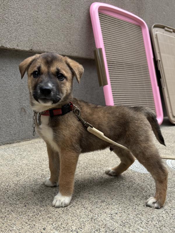譲渡子犬78番