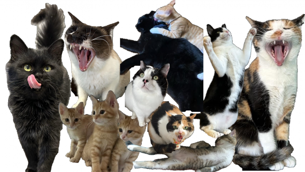 neko