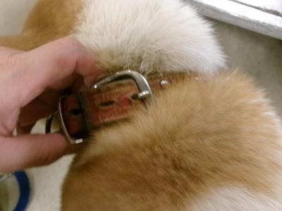 迷い犬の写真首輪