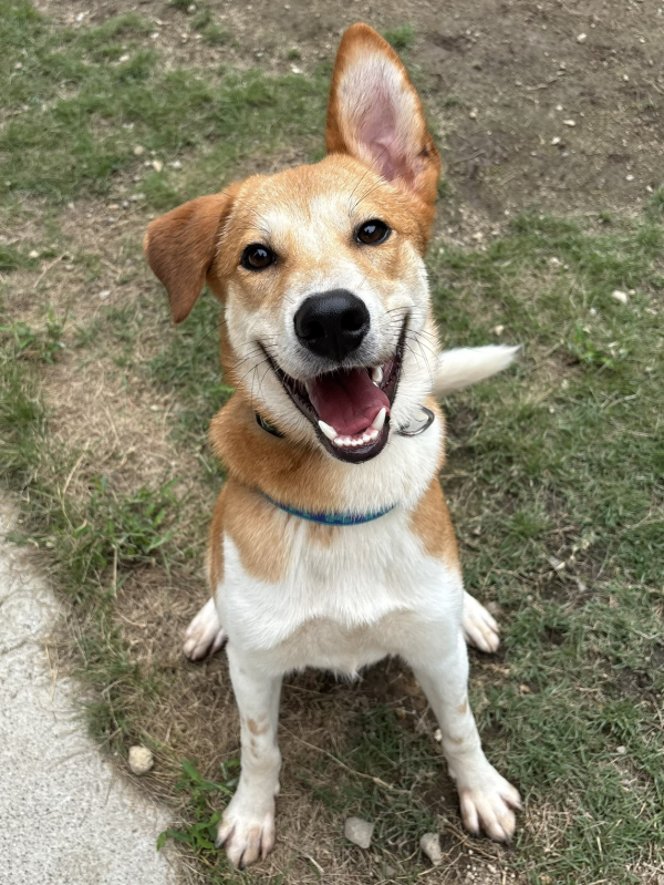 譲渡犬