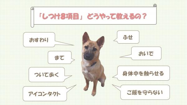 しつけ8項目