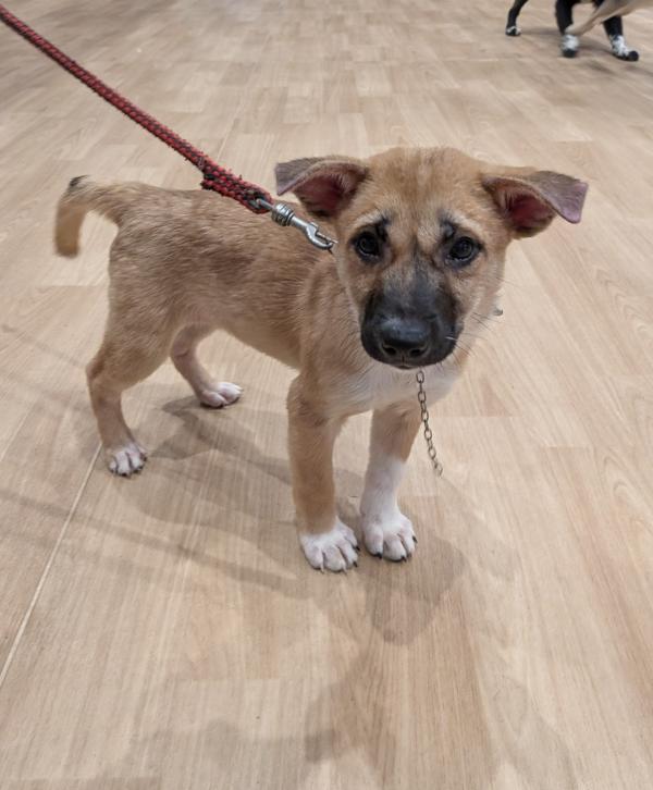 譲渡子犬89番