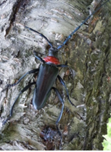 クビアカツヤカミキリの成虫