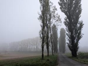 霧の中のポプラ並木