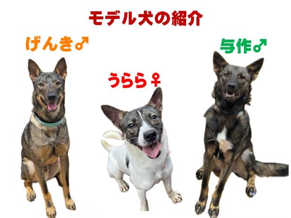 モデル犬の紹介