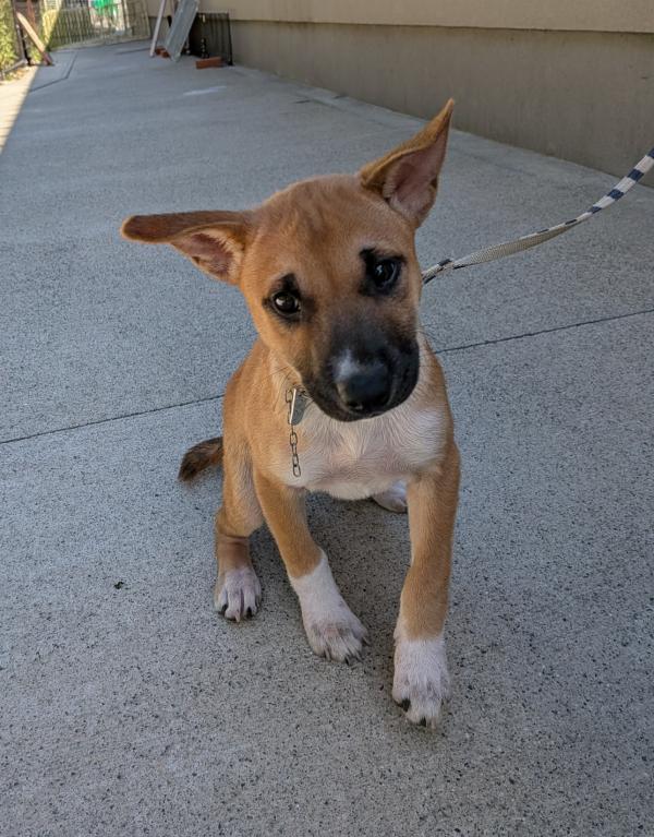譲渡子犬92番