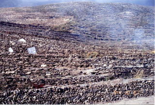 乾燥山地試験林の施業の様子の写真１