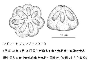 クドア