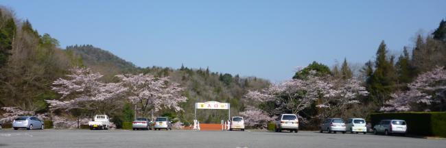 センターの春（桜満開）