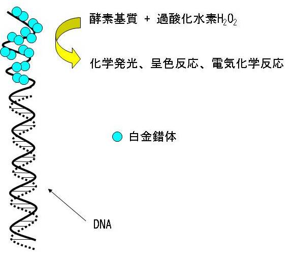 ＤＮＡ・白金錯体触媒技術をイメージしたイラスト