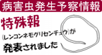 特殊報（レンコンネモグリセンチュウ）