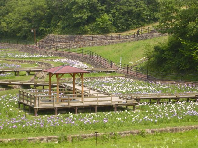 しょうぶ園の代表ページ