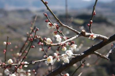 和歌山県の画像