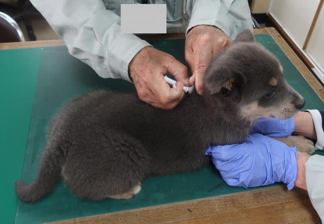 子犬にマイクロチップを装着している様子