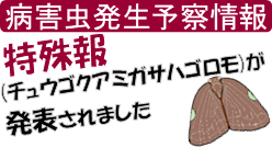 チュウゴクアミガサハゴロモ