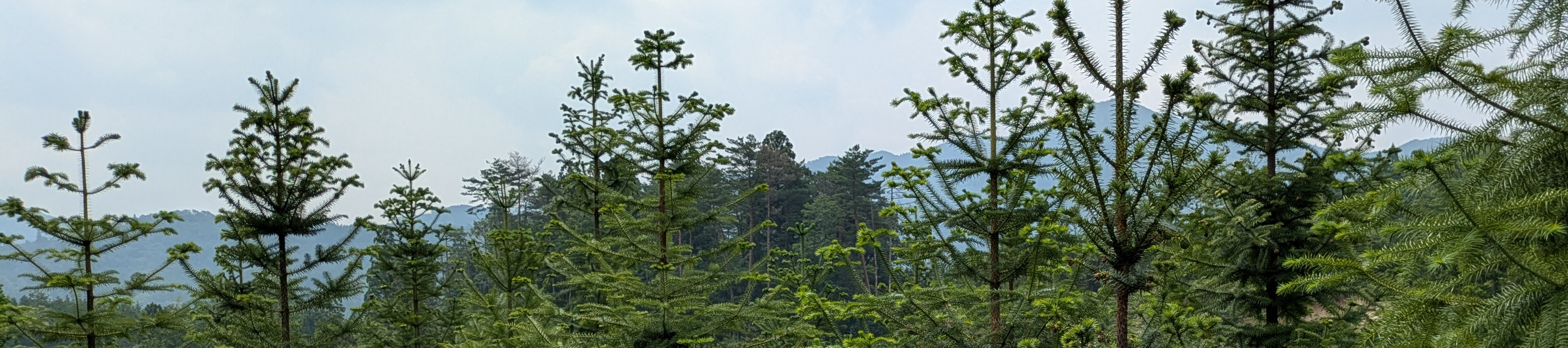 コウヨウザン志路原林分