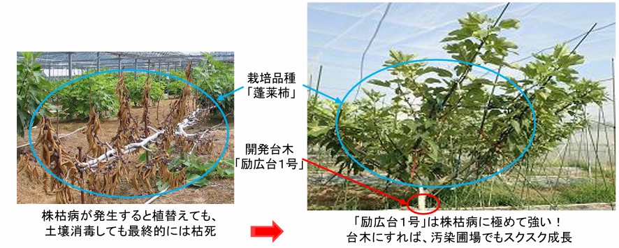 イチジク株枯れ病抵抗性台木「励広台」の効果を説明する写真