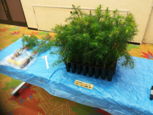 コウヨウザンコンテナ苗の様子を写した写真