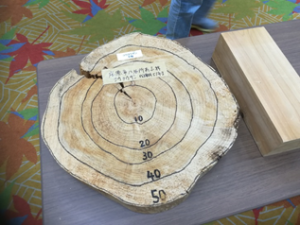 コウヨウザン51年生の丸太の様子を写した写真