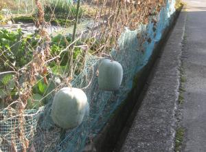 柵の外からでも食べられる野菜